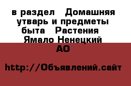  в раздел : Домашняя утварь и предметы быта » Растения . Ямало-Ненецкий АО
